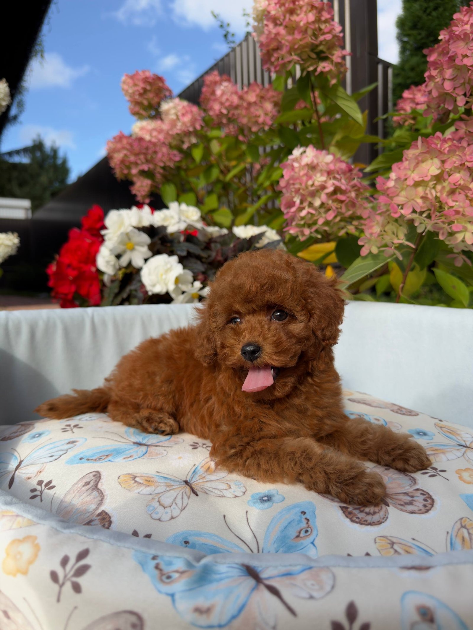 Snowball — Toy Poodle