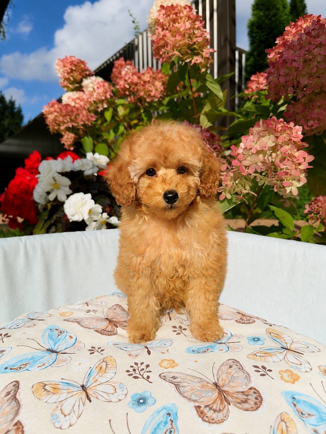 Stanley — Toy Poodle