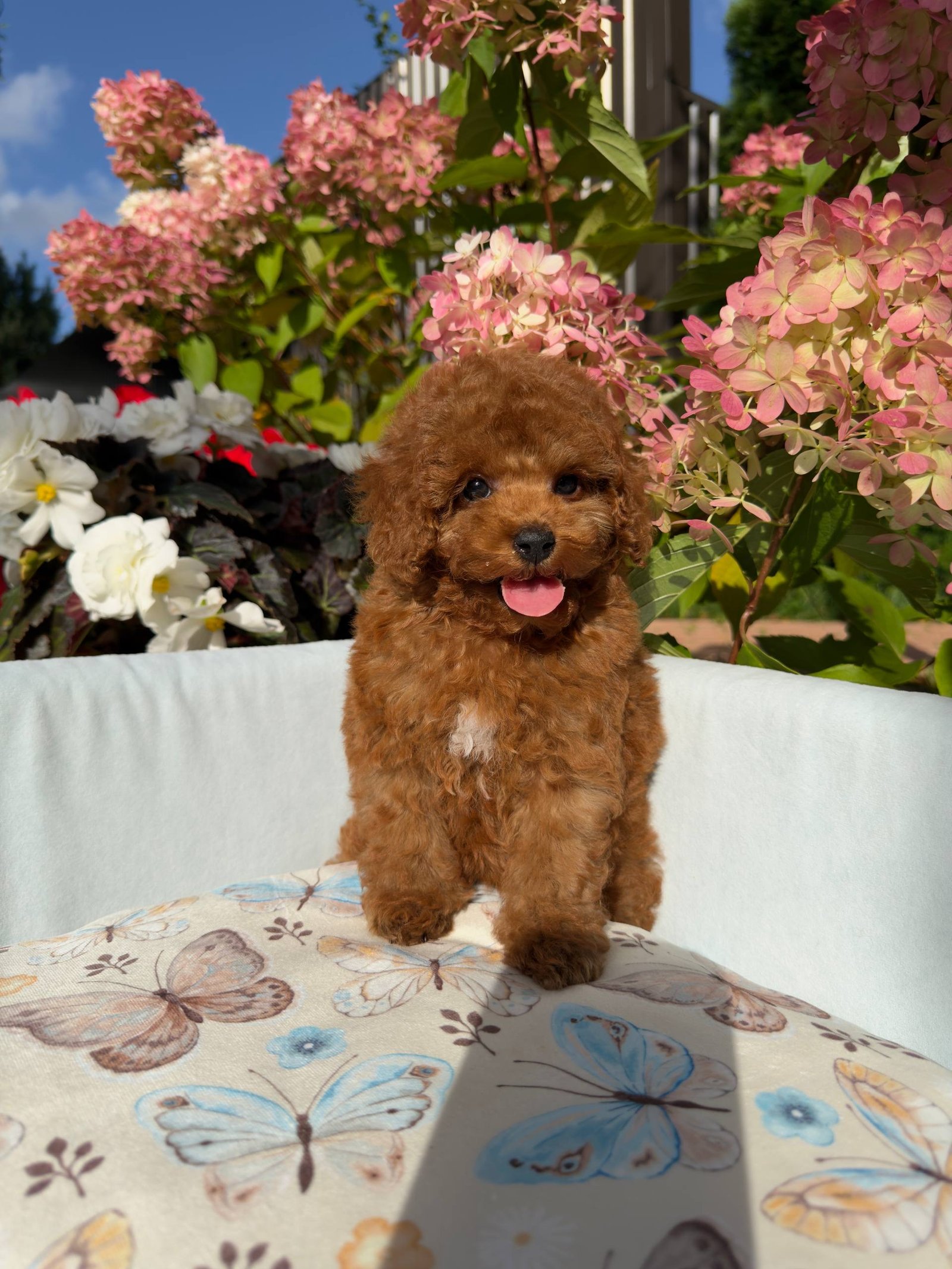 Ivory — Toy Poodle