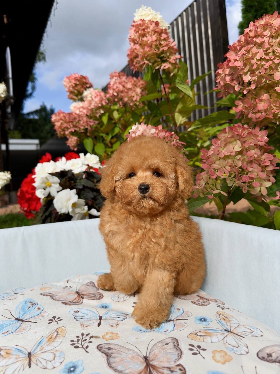 Blizzard — Toy Poodle