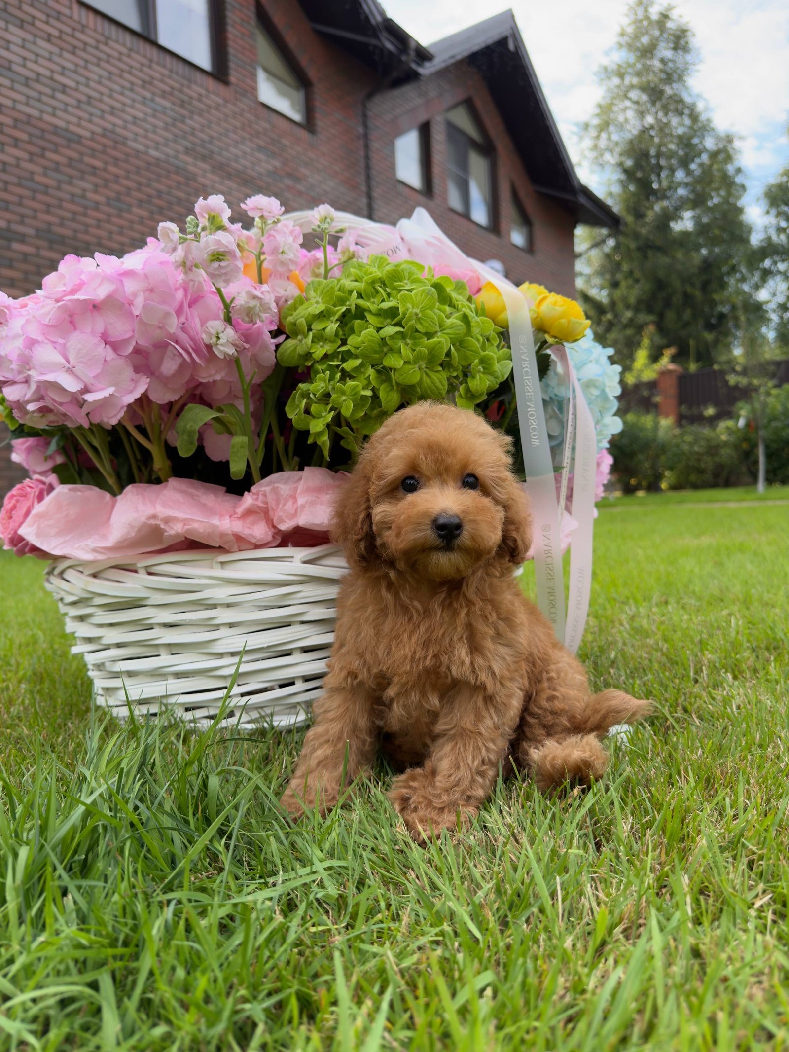 Luna — Toy Poodle