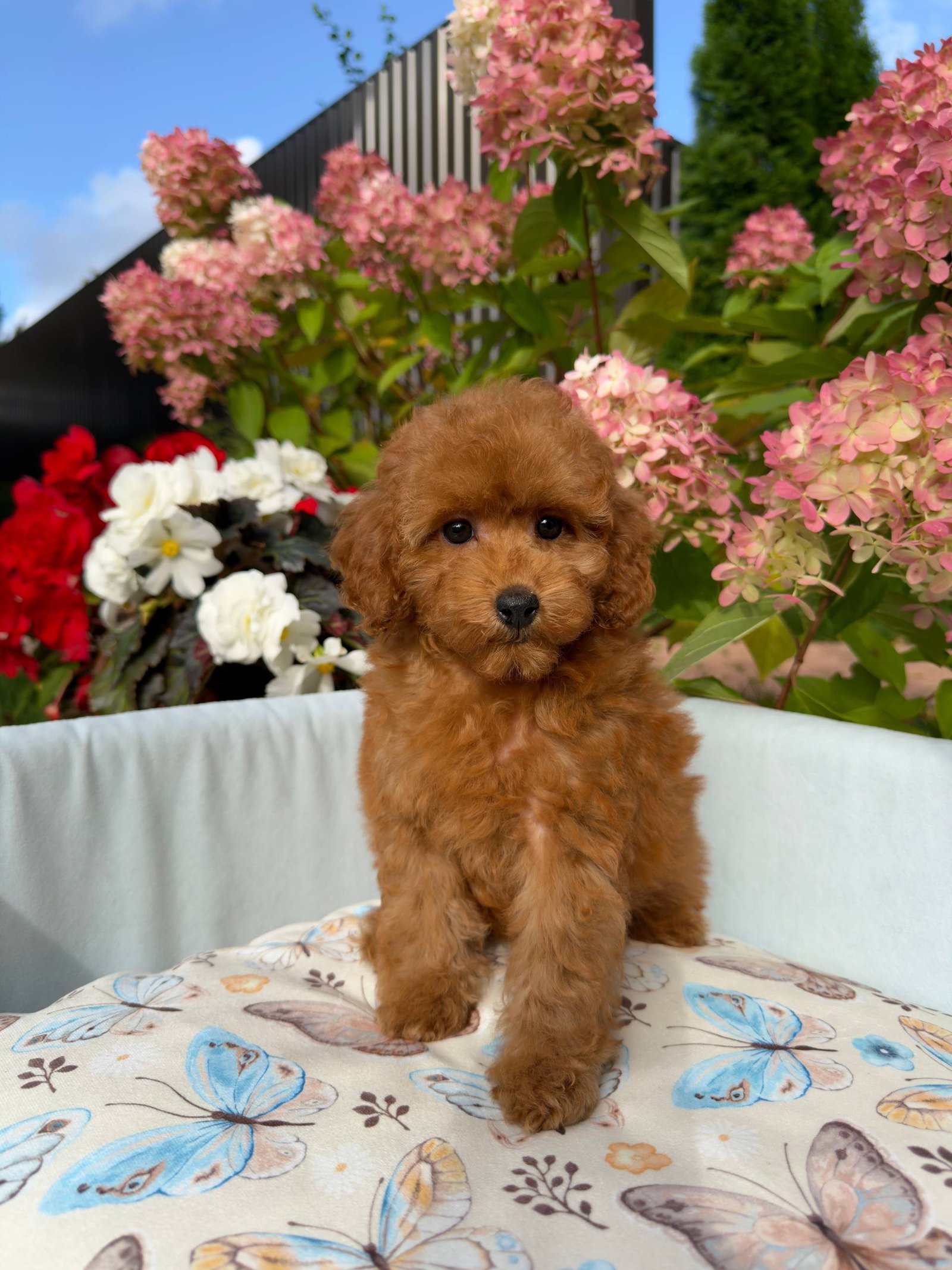 Summit — Toy Poodle