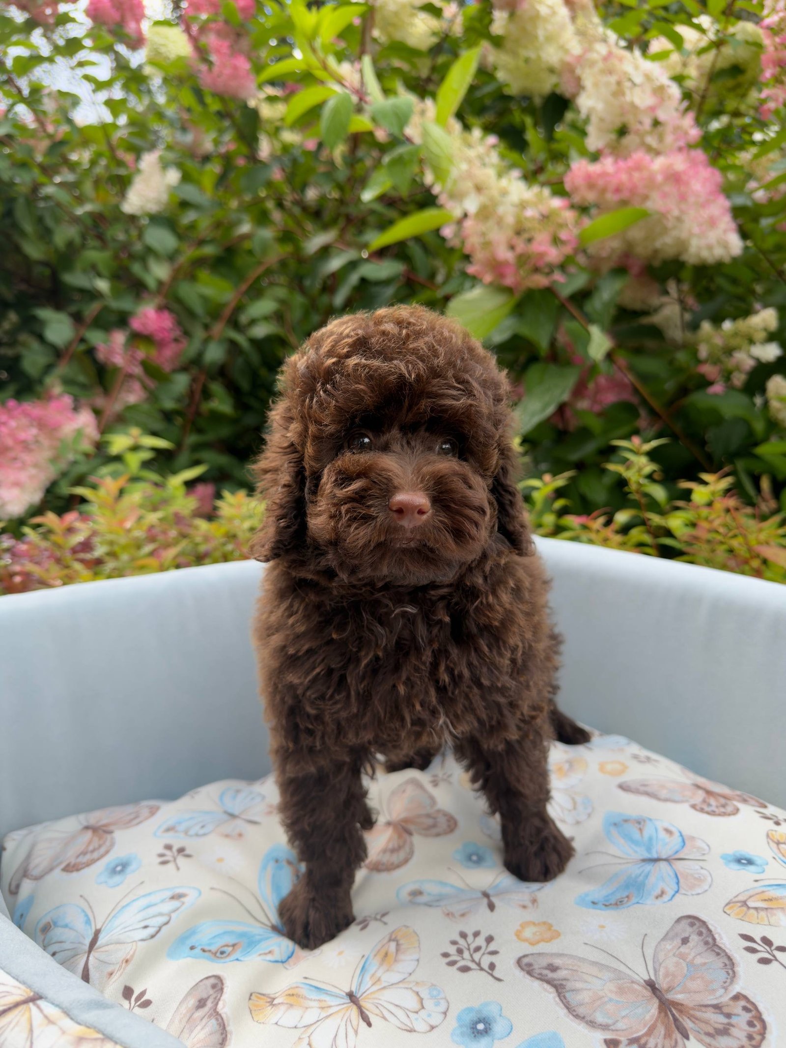 Duke the Toy Poodle