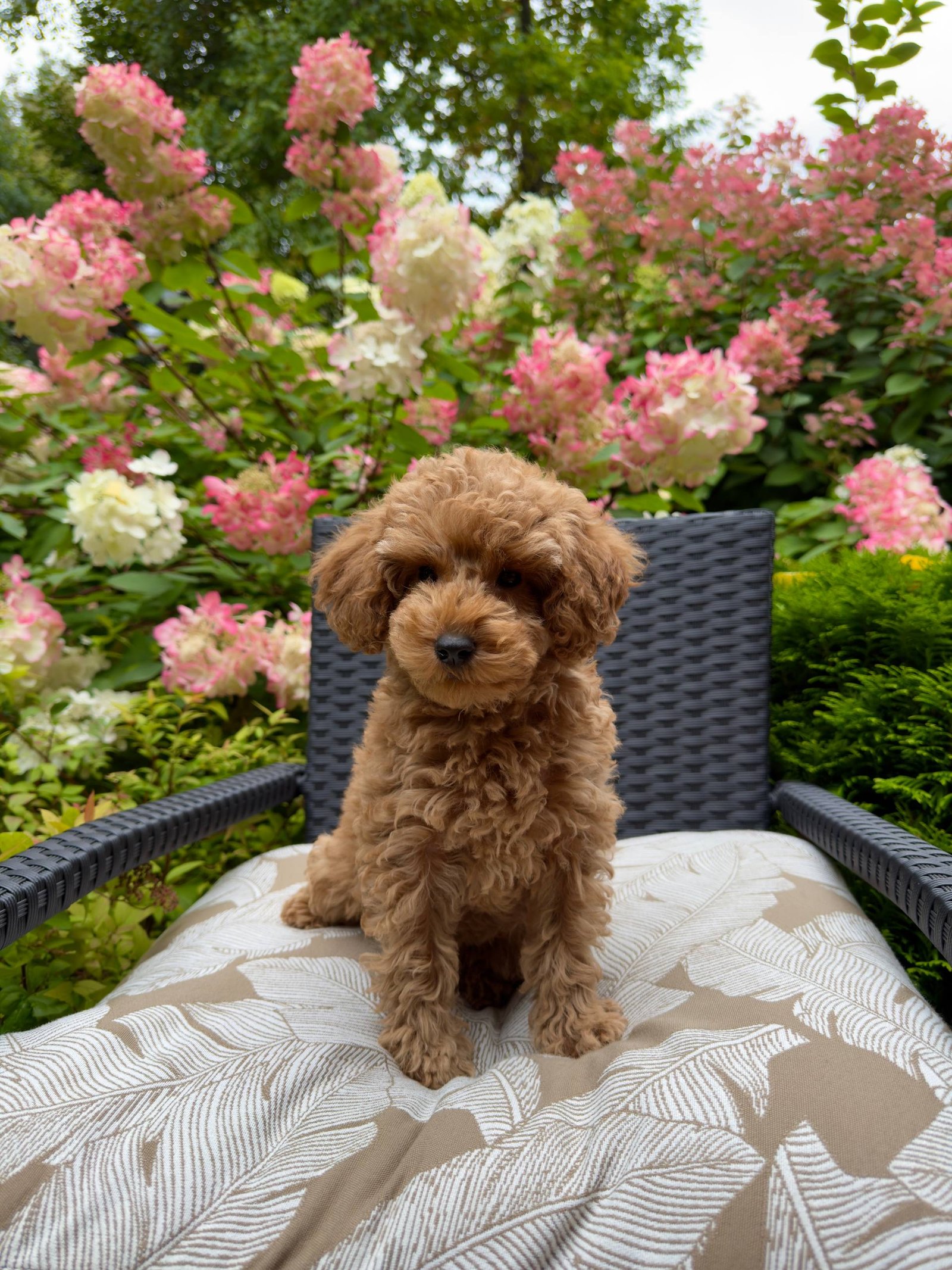 Lola — Toy Poodle