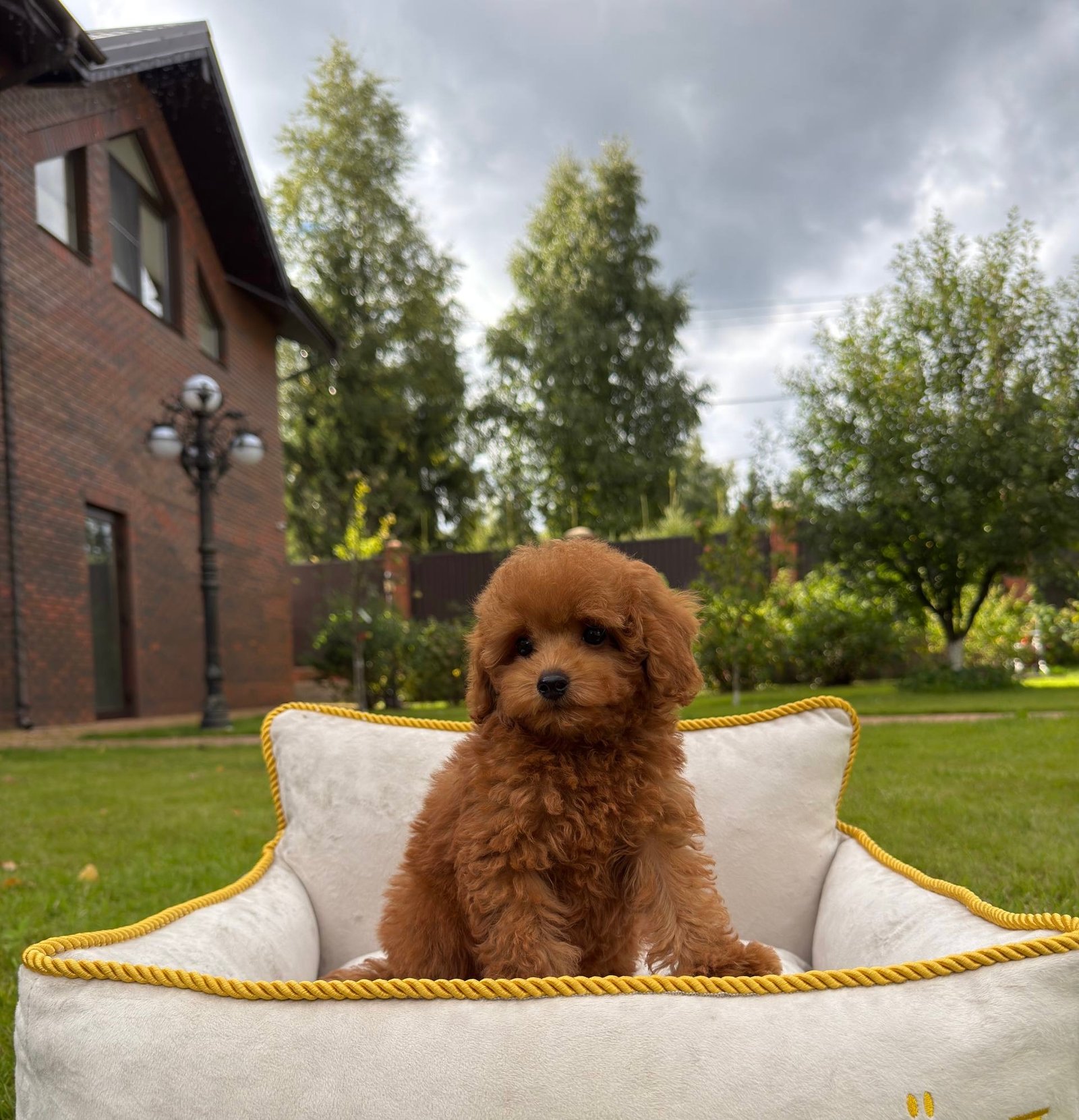 Teddy — Toy Poodle
