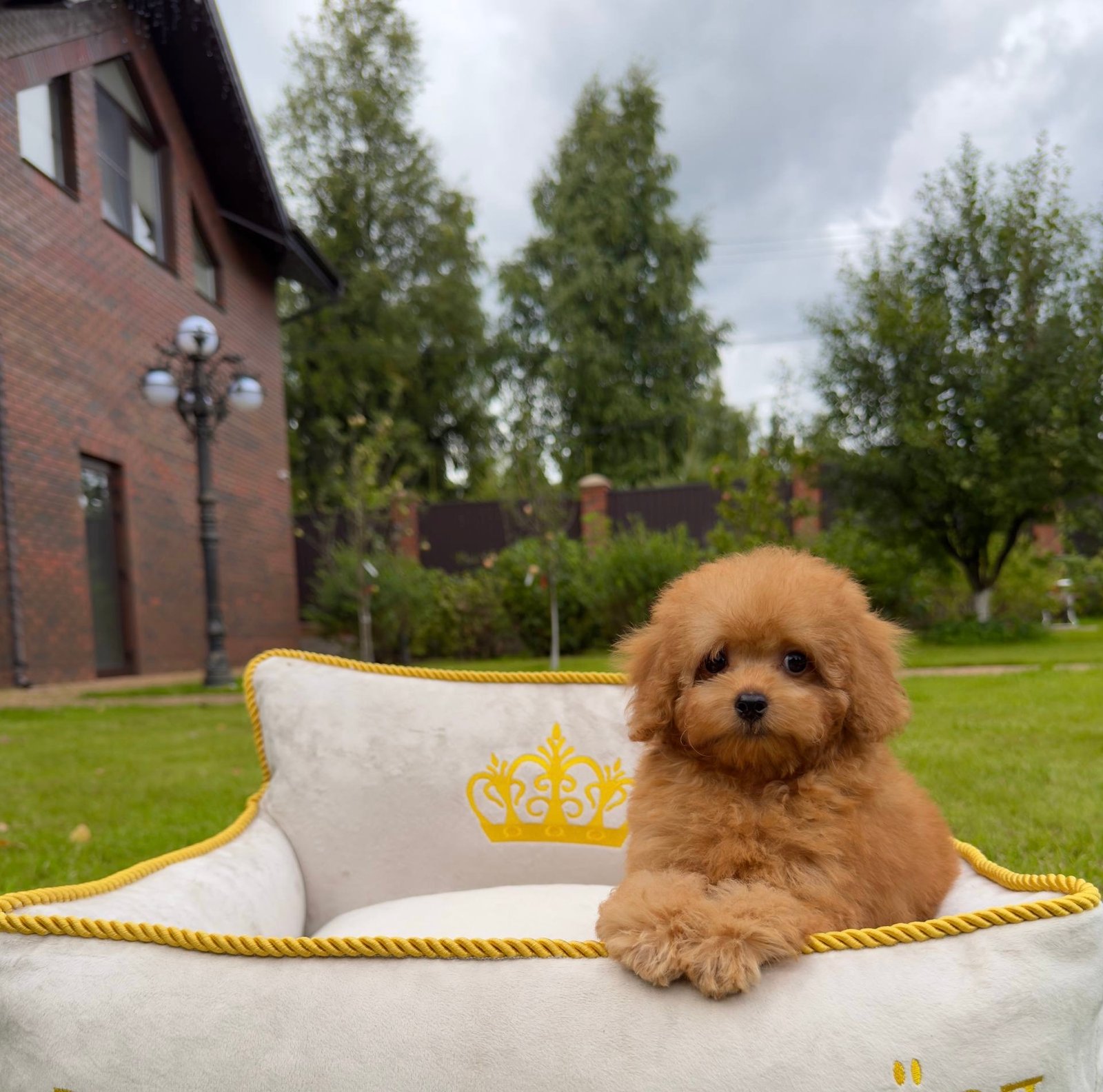 Chloe — Toy Poodle