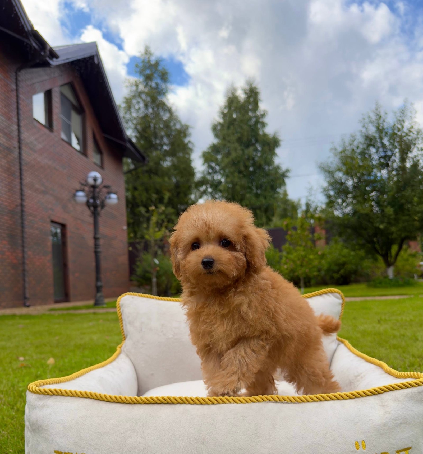 Bella — Toy Poodle