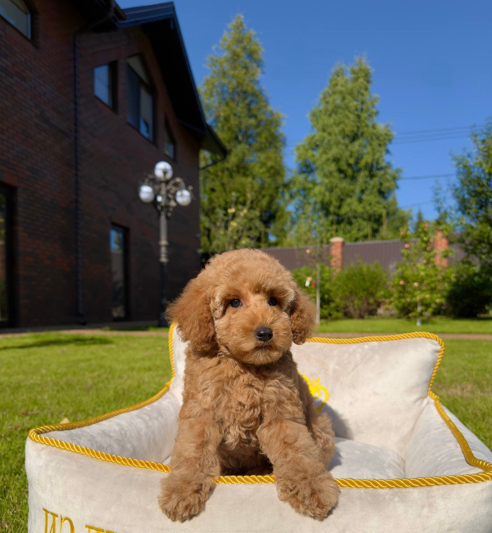 Daisy the Toy Poodle