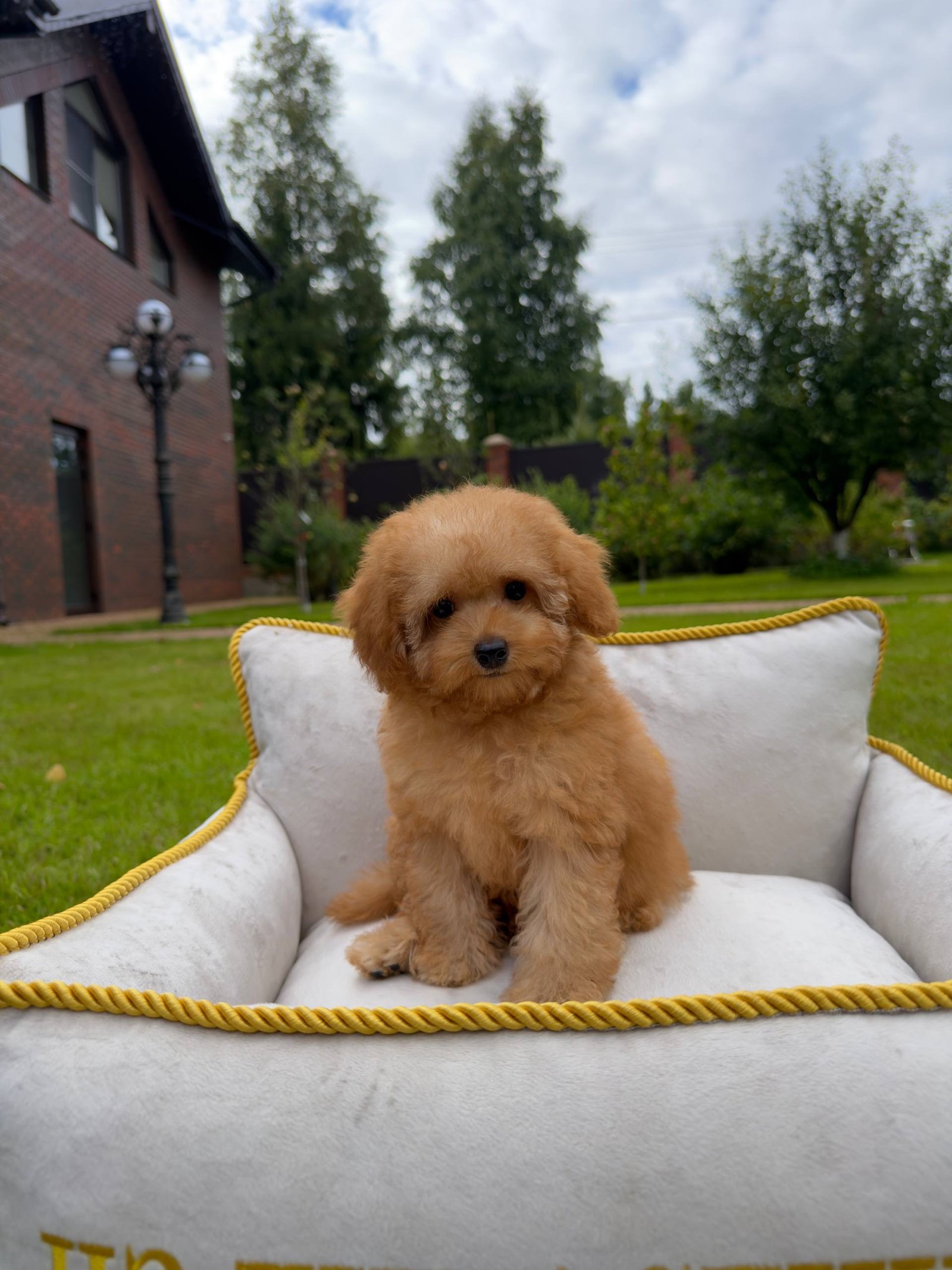 Hank the Toy Poodle
