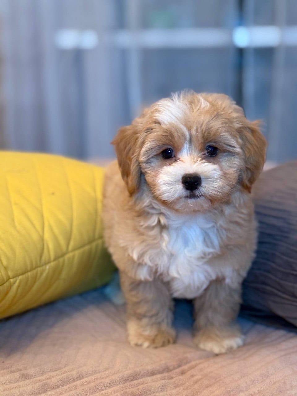 Mia — Maltipoo
