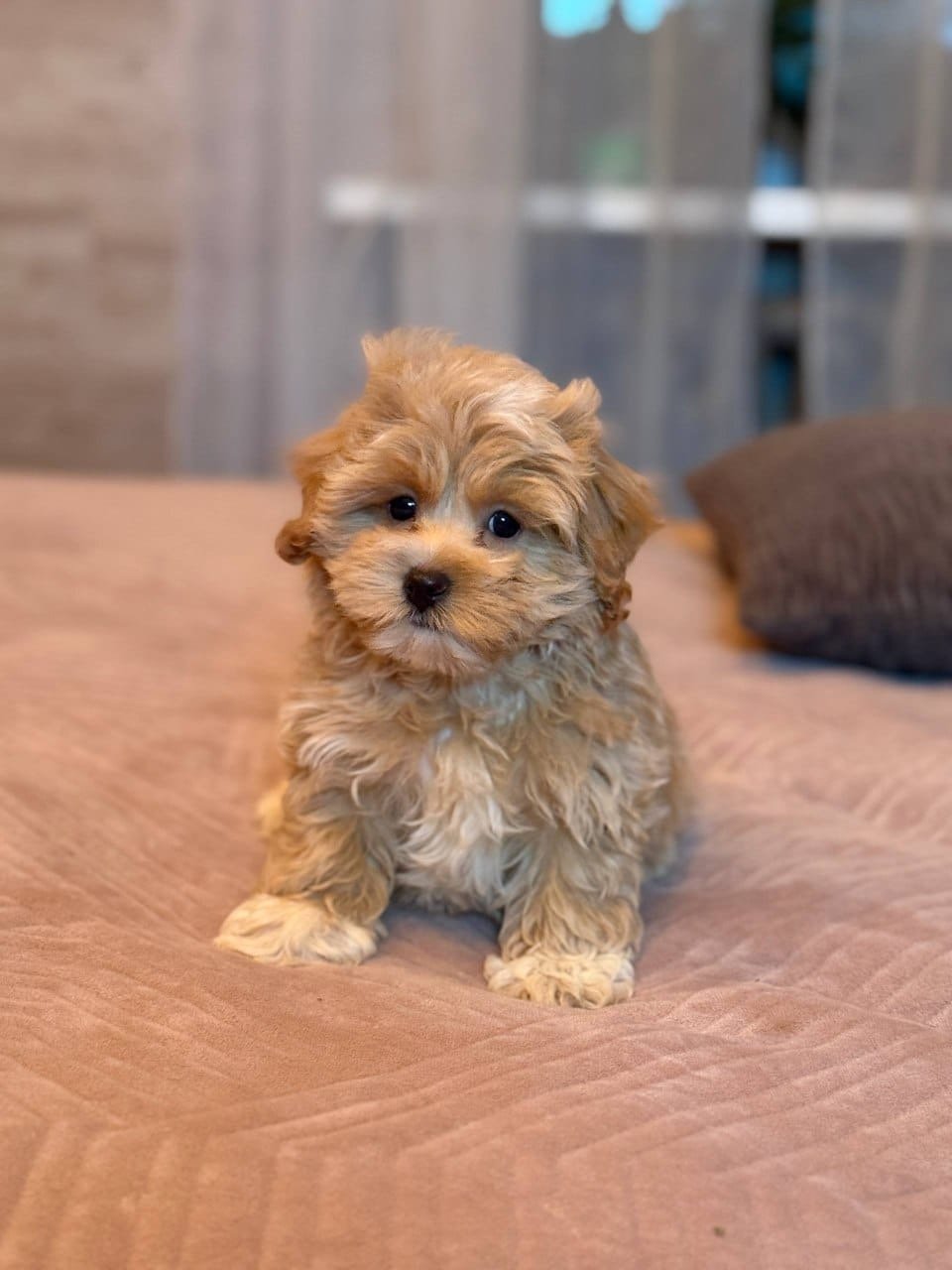 Lily — Maltipoo