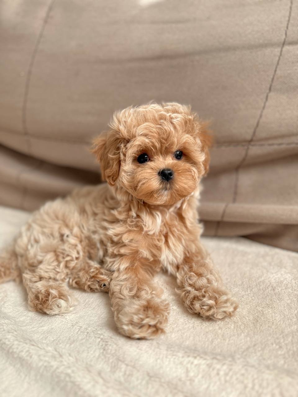 Maya — Maltipoo