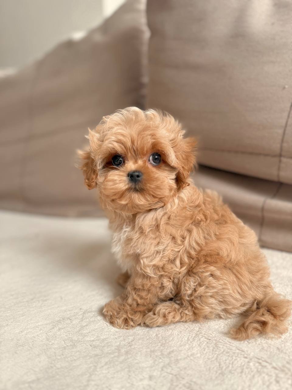 Leo the Maltipoo