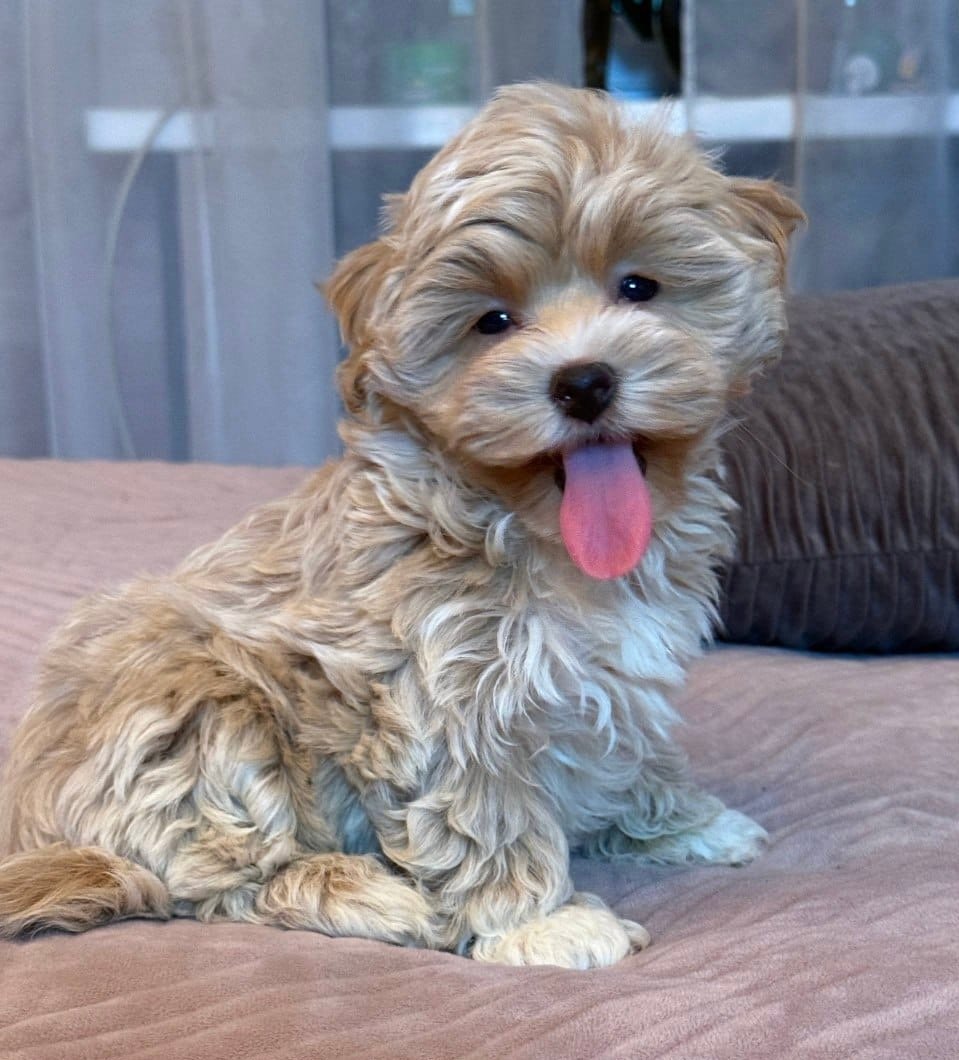 Stella — Maltipoo