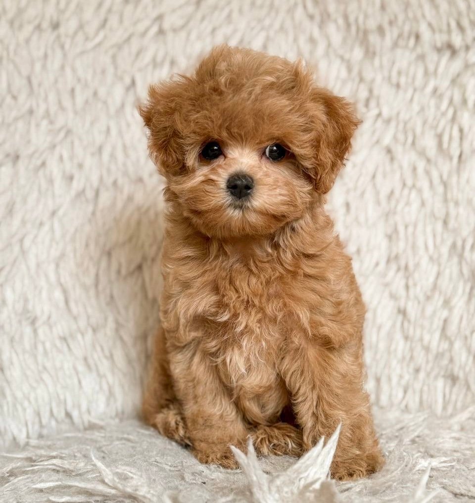 Milo — Maltipoo