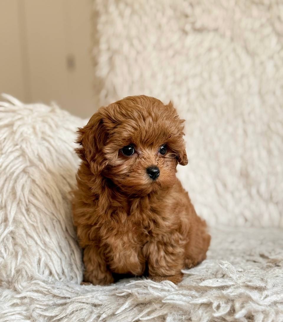 Hazel — Maltipoo