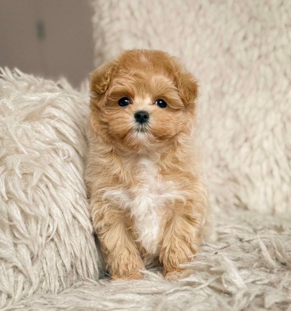 Willow — Maltipoo