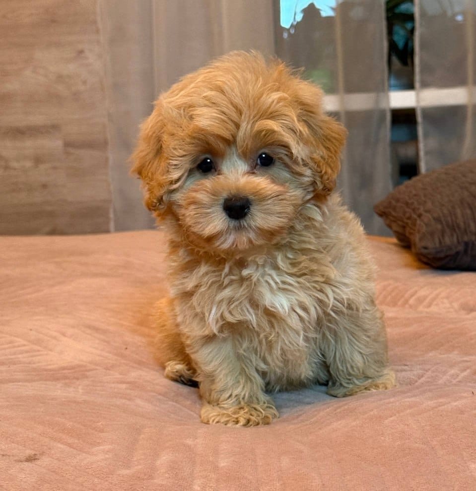 Rosie — Maltipoo