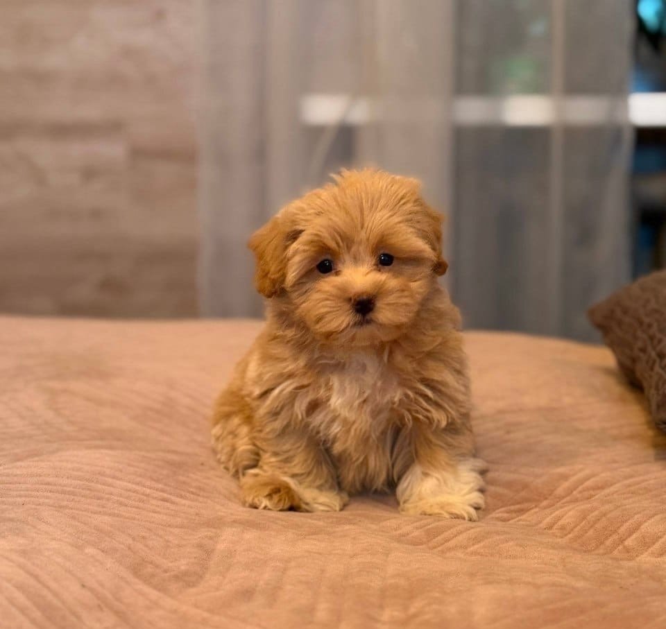 Penny — Maltipoo