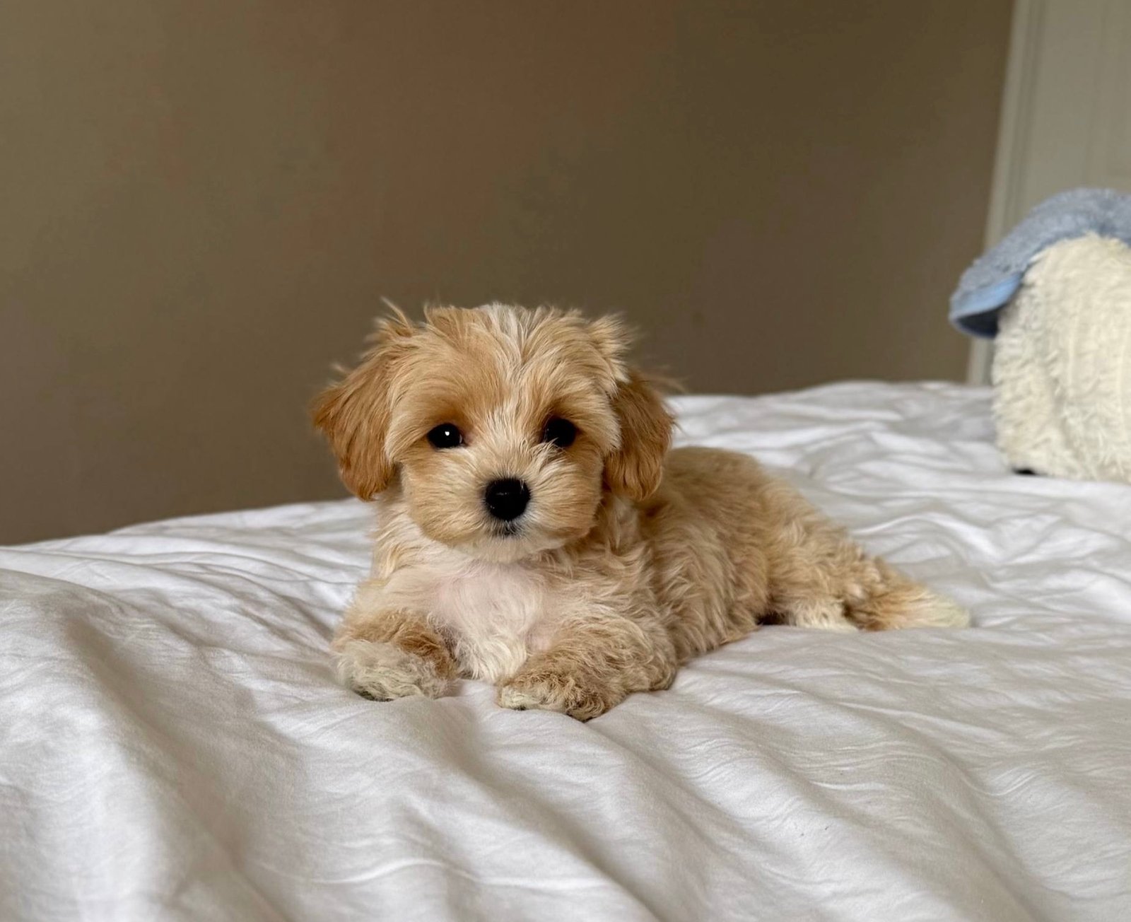 Eddie — Maltipoo