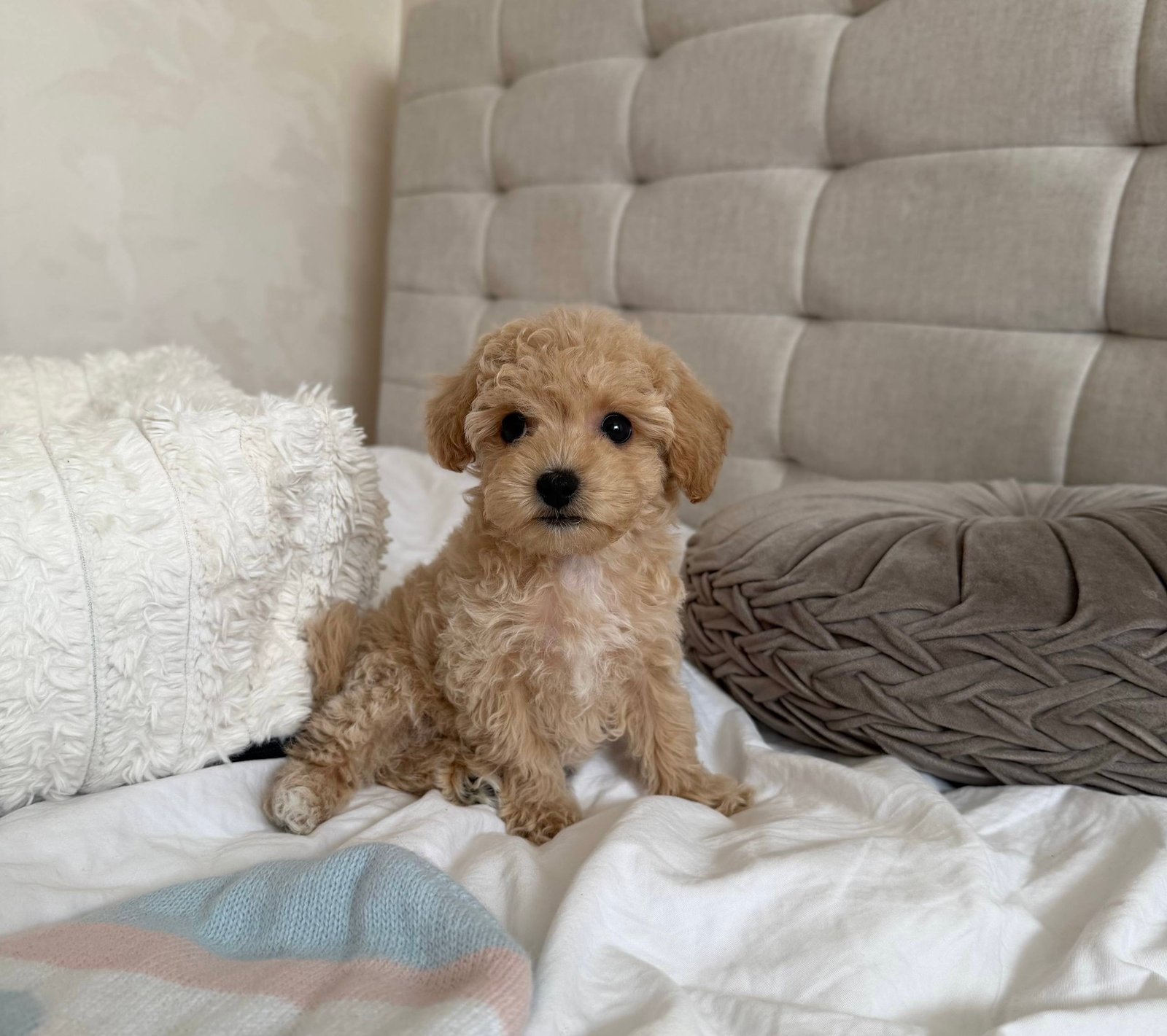 Kylie the Maltipoo