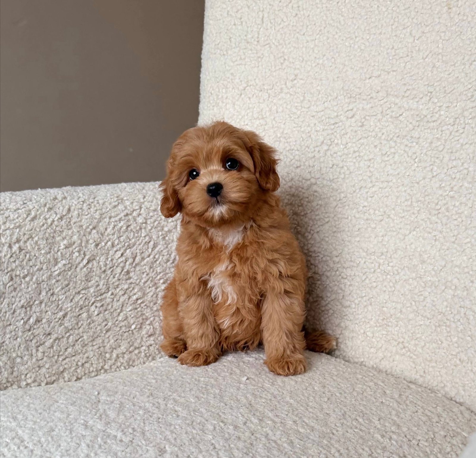 Oscar — Maltipoo