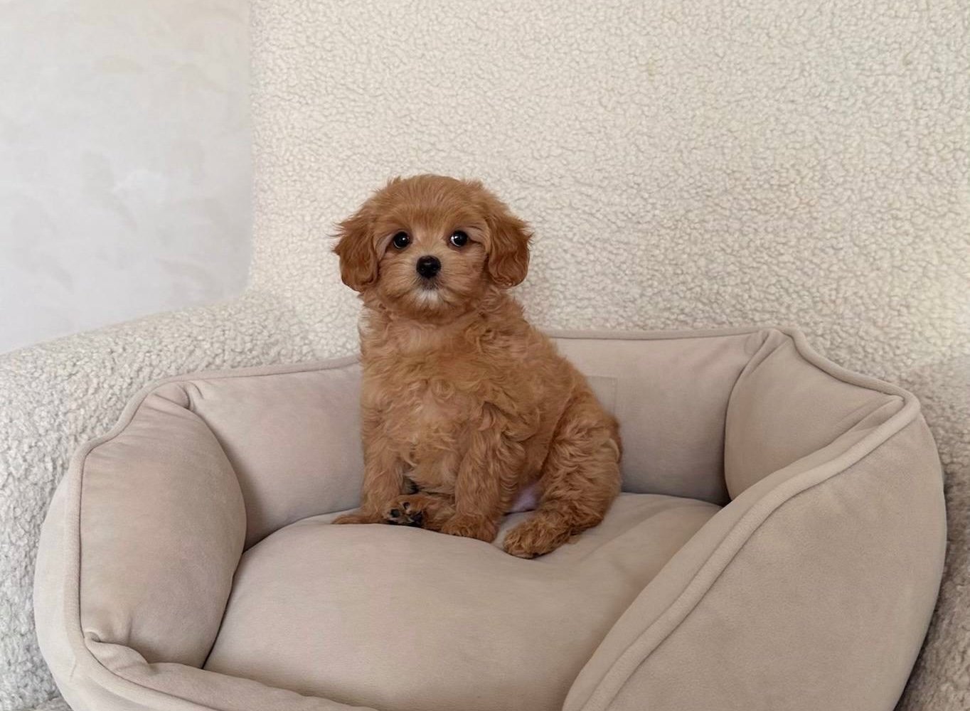 Chester — Maltipoo