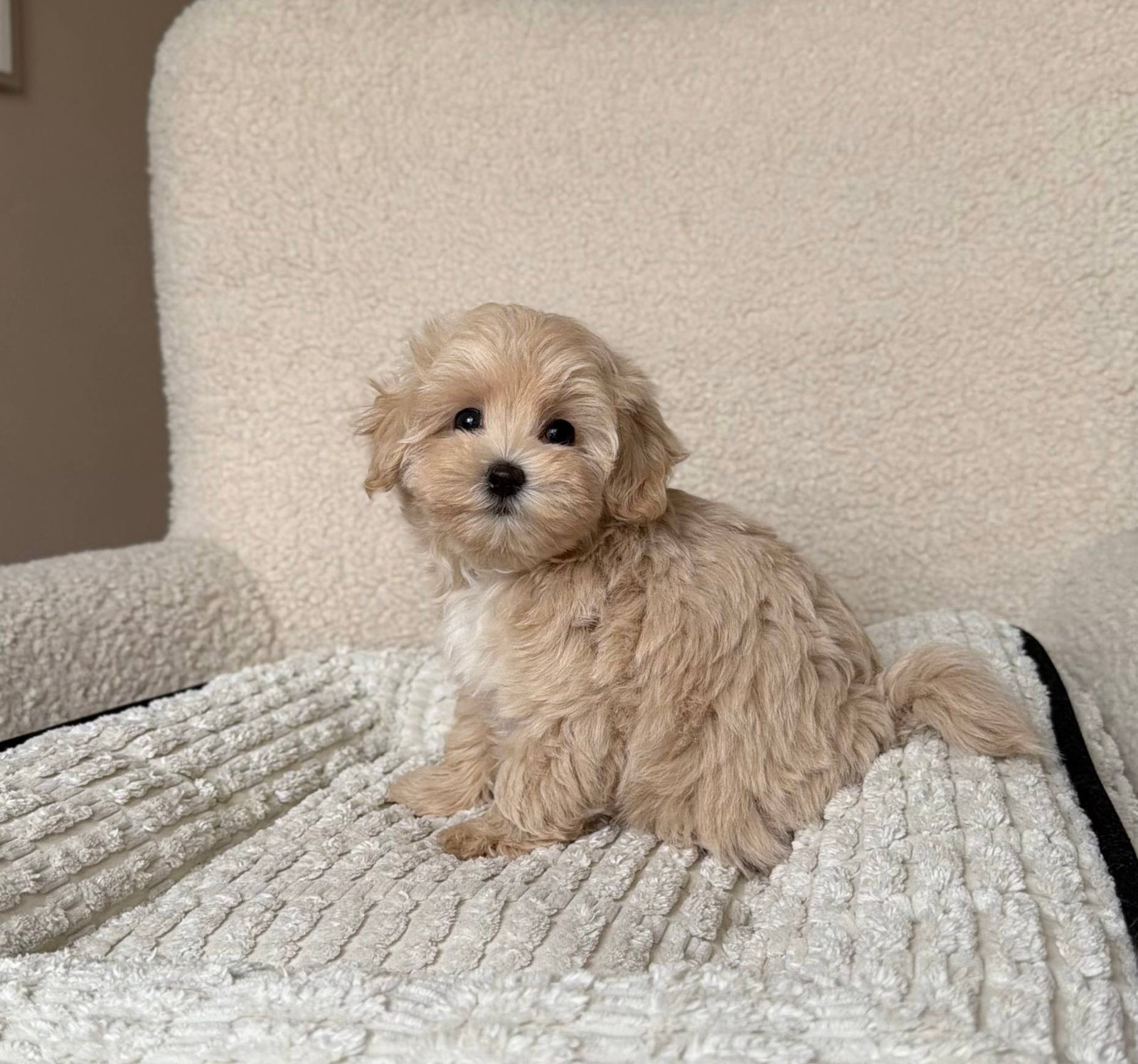 Lola — Maltipoo