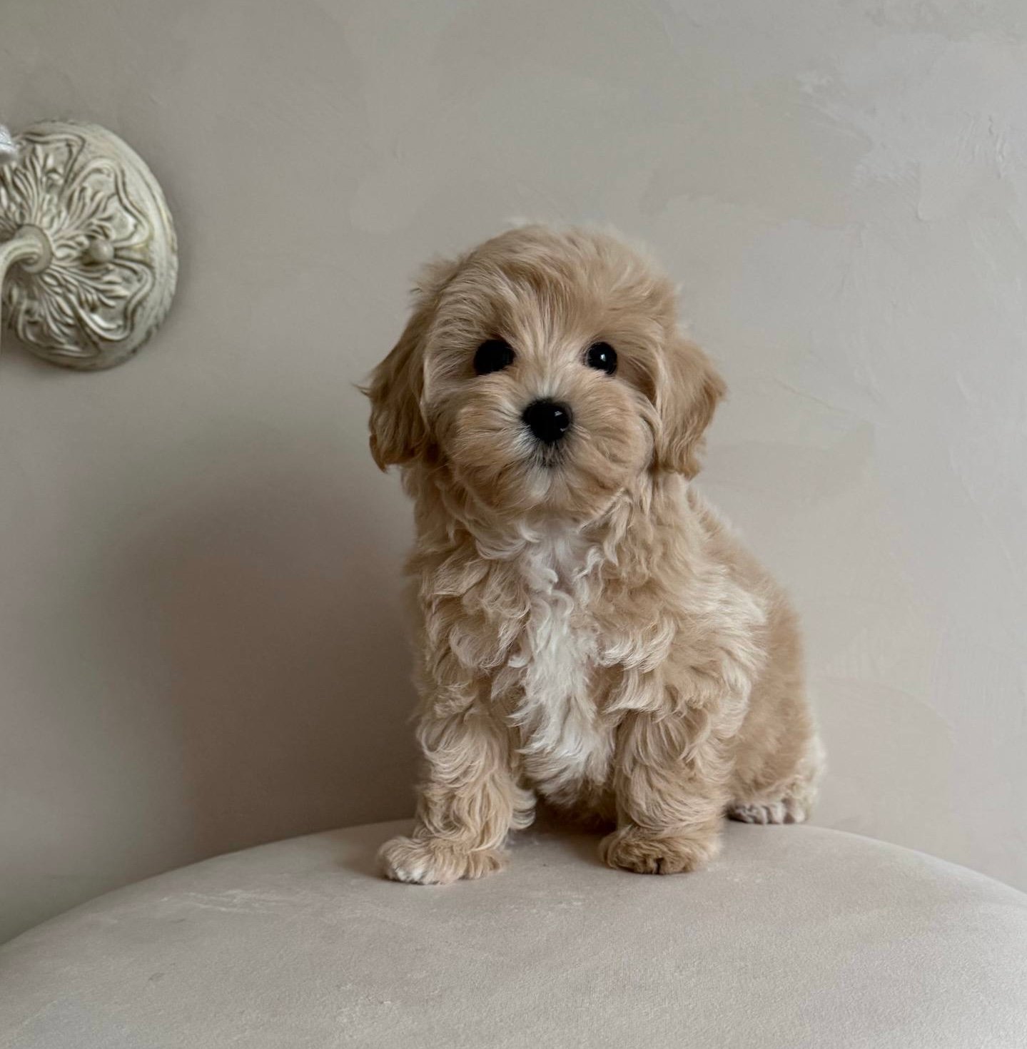 Lui — Maltipoo