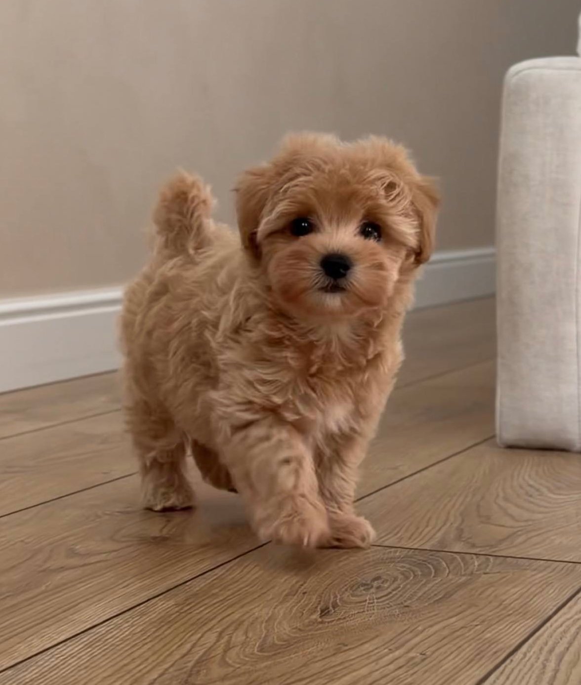 Chloe — Maltipoo