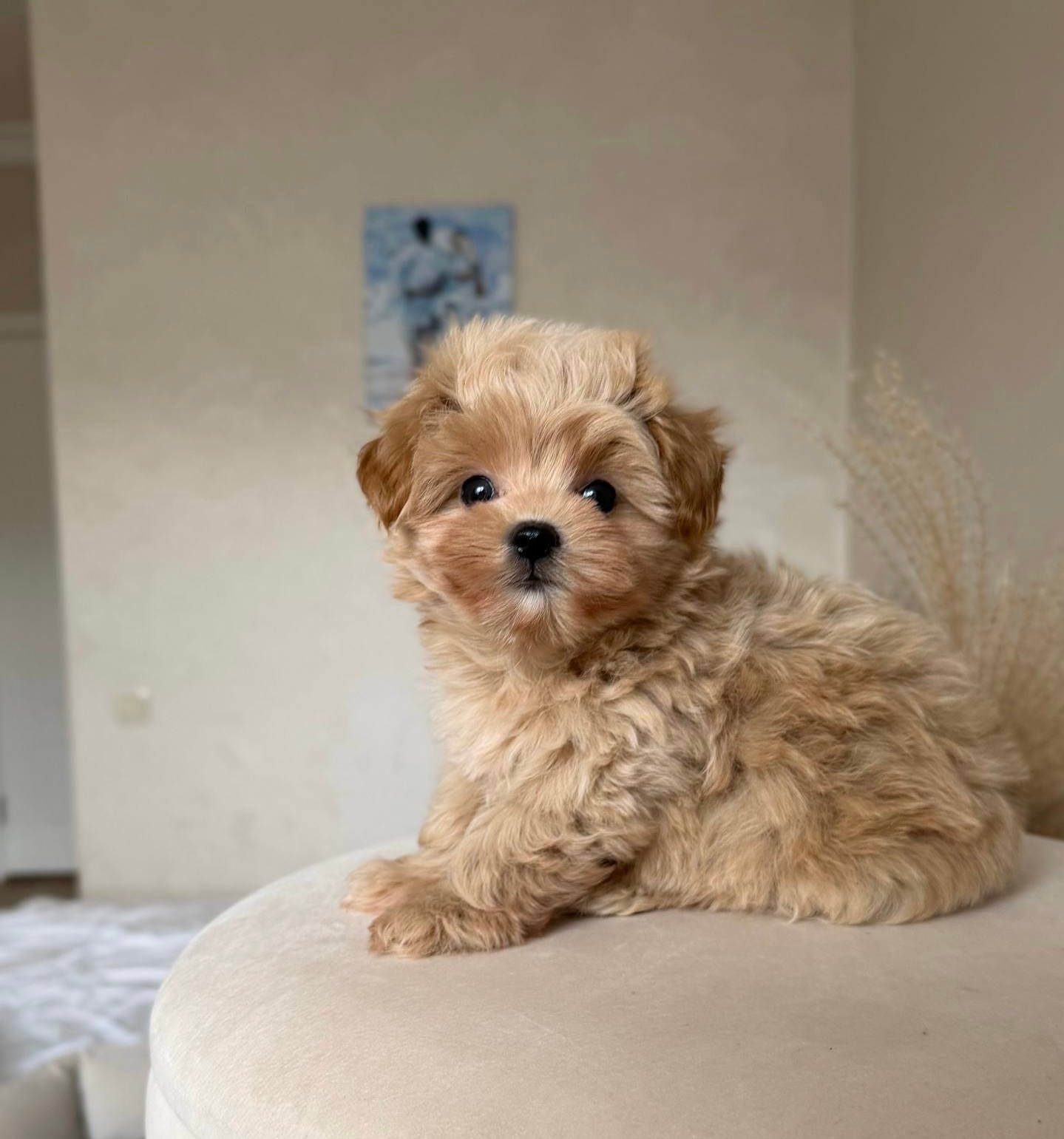 Miki — Maltipoo