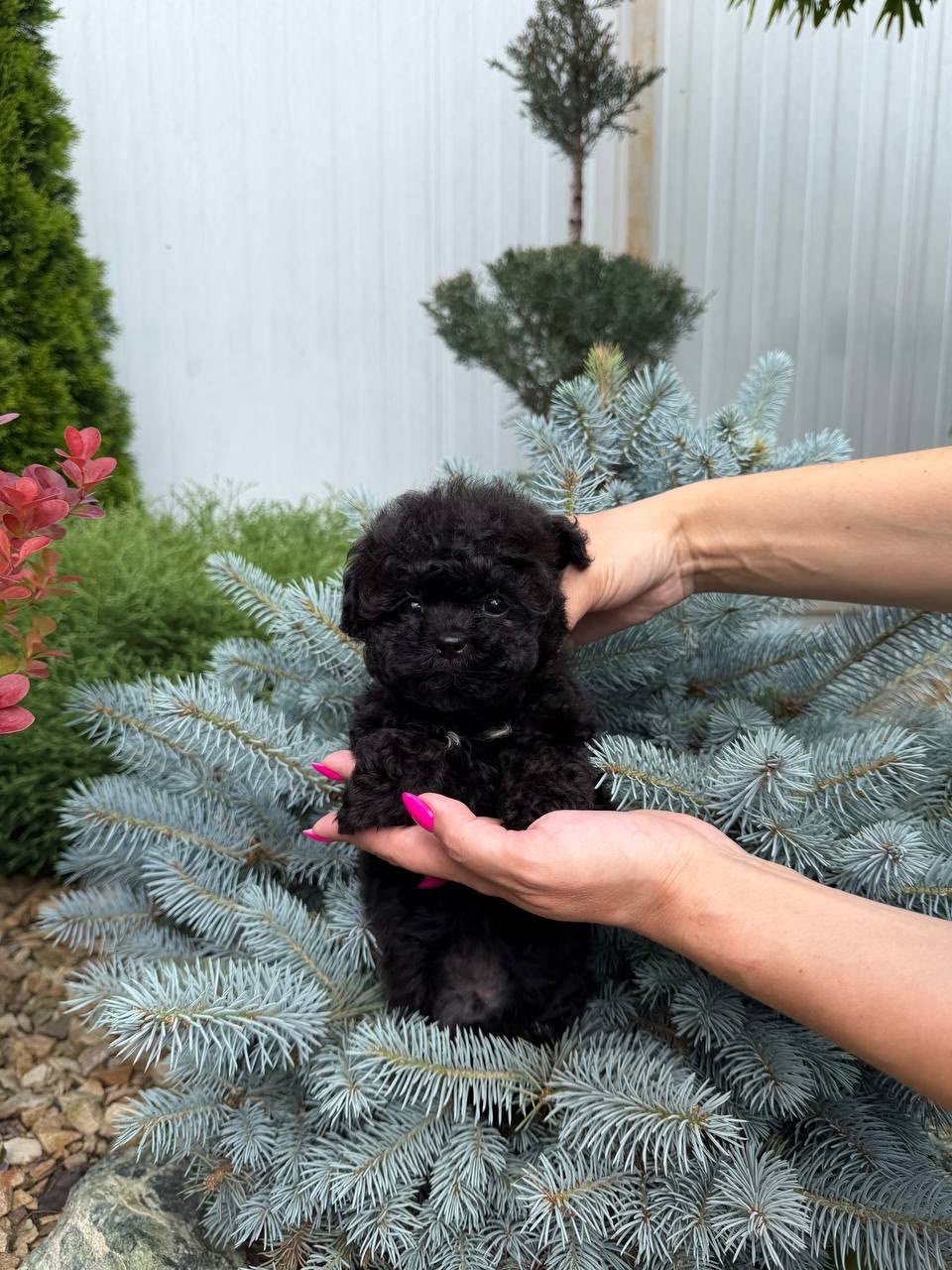 Skyler the Maltipoo