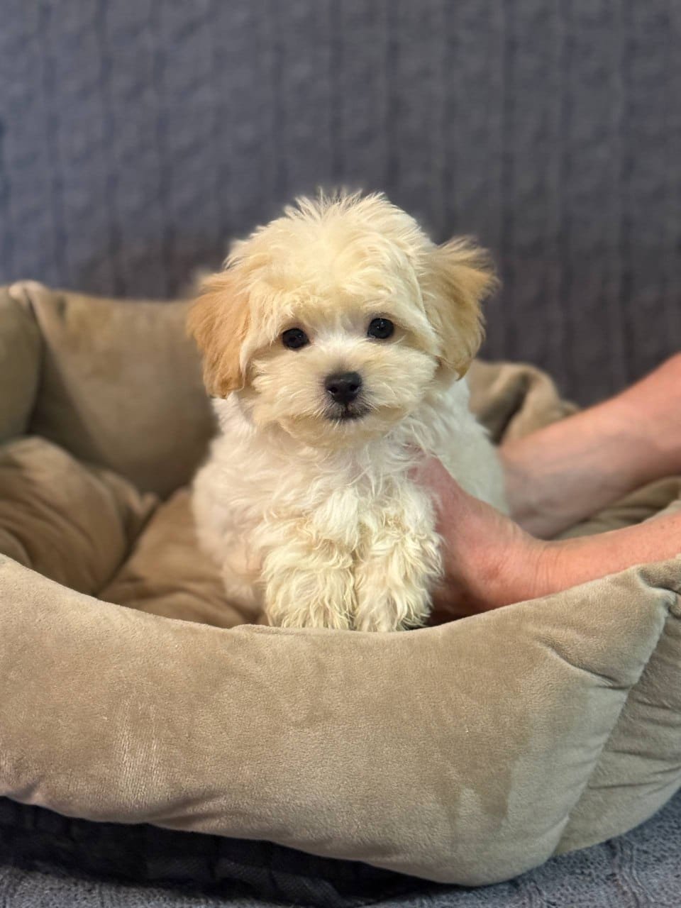 Milla — Maltipoo